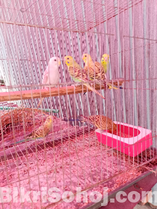 বাজিগর পাখি